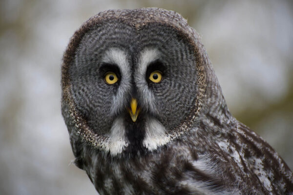 Hampstead Photographic Society