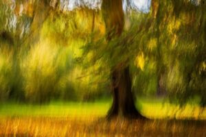 © Amanda Lewis - Every Leaf upon the Whirl