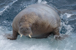 © Andrew Gasson - Juvenile Walrus