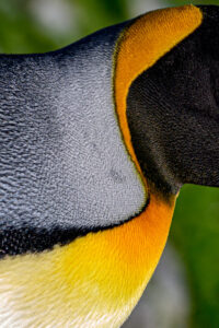 Penguin in Orange and Black