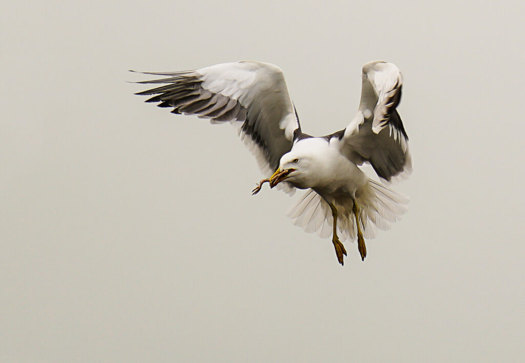 Hampstead Photographic Society