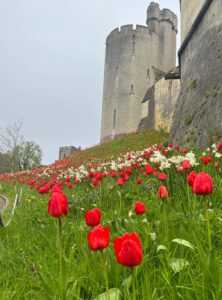 © Carol Britton - Tulips at Arundel
