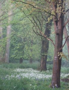© Emma Neill - Mist Rising in the Woods