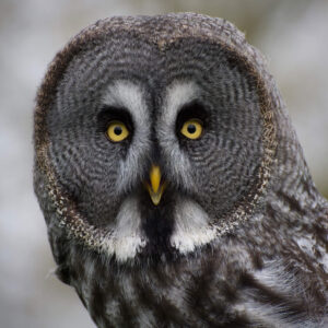 © Gerry Temple - You Lookin' at Me!