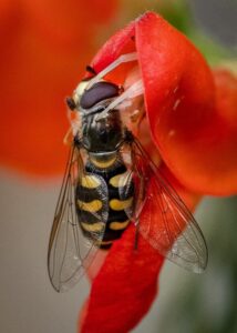 © Melanie Eddis - Flower Crab Spider Catches a Hoverfly
