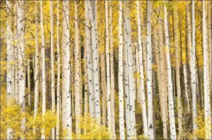 © Michael Howell - Aspens