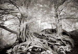 © Michael Howell - The Yews of Wakehurst