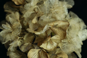 © Robert Silbermann - Dead Gorgeous