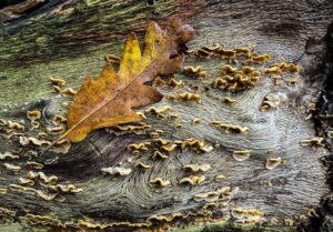 © Sally Platt - Take a Close Look