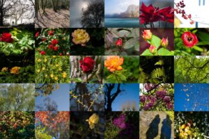 © Andrew Hornig Garden Flowers from NSH