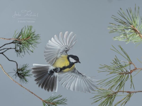 Marko Trebušak - High-Speed birds in flight