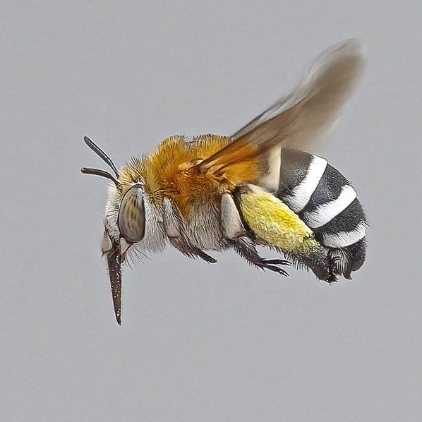 Speaker - Macro Action by Paul Wright