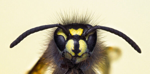 Hampstead Photographic Society