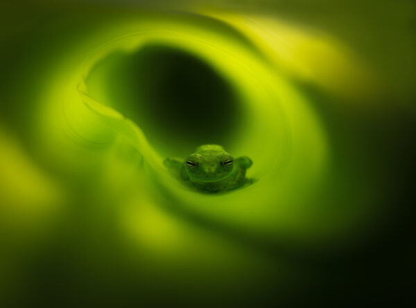 Hampstead Photographic Society