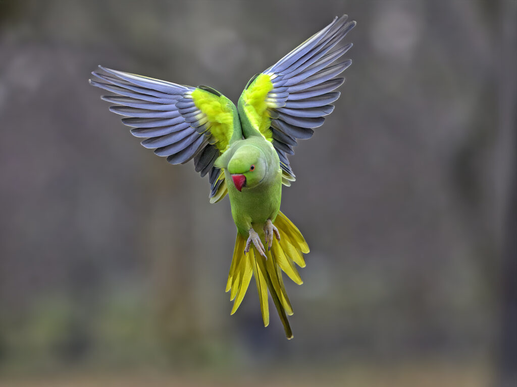 Rohit Kandoth Hampstead Photographic Society